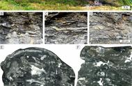 贵州考古新发现：3.85亿年前80多种远古海洋生物化石