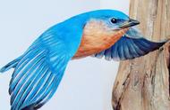 木雕飞鸟：Chris Wilson的超凡技艺，谁能与之匹敌？