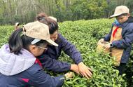 2023年钟山雨花茶头锅正式开采，4月15日前后可品尝到口粮茶