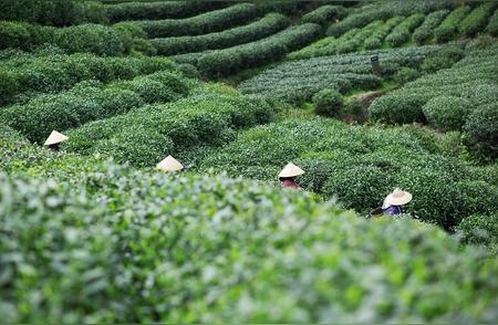 春茶选购指南：如何挑选出最健康的茶叶？