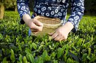 绿茶联赛：江南省两大绿茶对比，绿杨春茶与舒城小兰花的碰撞