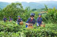 庐山云雾：年产500吨优质茶，品牌价值首次突破30亿
