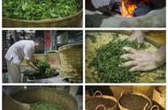 梧州六堡茶的制作工艺全解析
