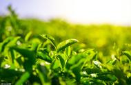绿茶制茶工艺知多少？四种技术你都了解吗？