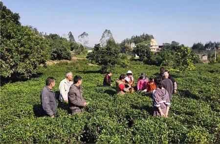 灵山冬茶：精心的“管护”策略确保明年的丰收