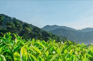 四川绿茶种类众多，哪个地区的绿茶口感更佳？