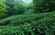 龙井茶的三种类型：龙井群体、龙井43和中茶108，它们有何不同？