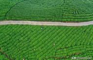 信阳市浉河区“八大名山头”茶叶：从2023年春茶生产开始建立溯源体系！