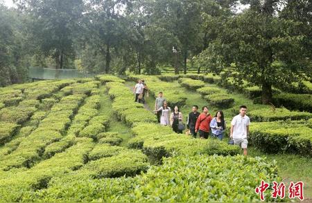 云南腾冲：九国华裔青年的制茶饼之旅