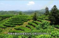 祁门红茶：中国传统功夫茶的瑰宝