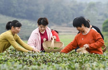 广西兴业：雨水节气下的春茶采摘