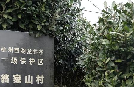 杭州冻雨来袭，西湖龙井茶品质会受影响吗？