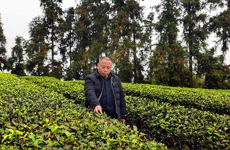 陈衍刚：如何将“优质茶叶”转化为“繁荣茶业”