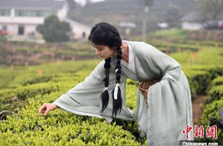 纳溪春茶：四川的采摘季节