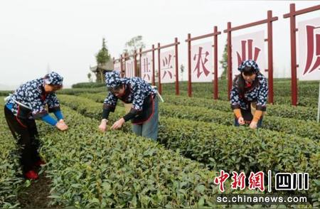 春茶采摘季：雅安雨城各大茶园繁忙景象
