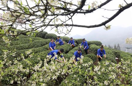 探索富侗乡的茶叶文化