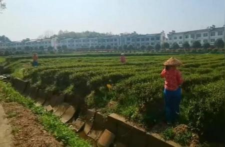 海归女士的创业故事：如何将六安瓜片茶业转型成功