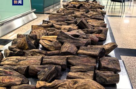 厦门海关查获沉香木近49公斤，旅客行李中藏珍稀木材