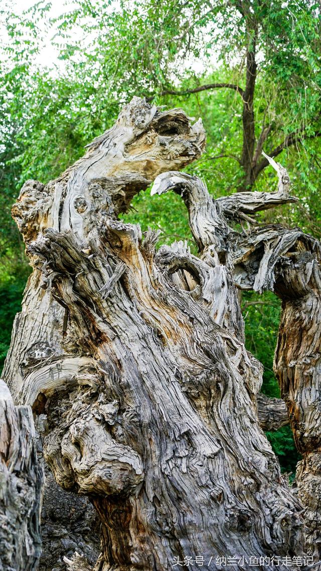 这才是真土豪！收藏了世界上最长的硅化木 买回了近百匹汗血宝马