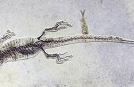 中国古生物学家揭示一亿年前蜥蜴的饮食习惯：小龙虾是它们的最爱？