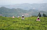 毕节贵州：夏季茶叶采摘繁忙