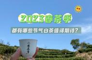 清明白牡丹、谷雨春寿眉：春茶季的节气白茶有哪些值得期待？