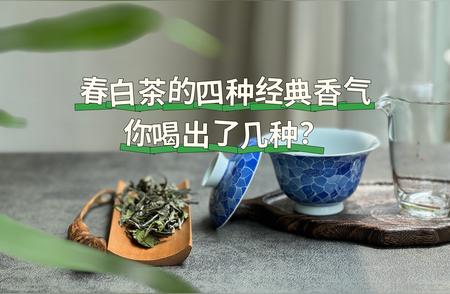 揭秘春白茶的四种经典香气，让你品茶更懂茶